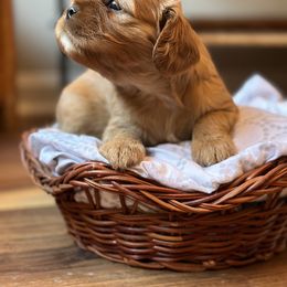 Cavalier King Charles Spaniel and Cavapoo Puppies from Cavaliers of Windsor
