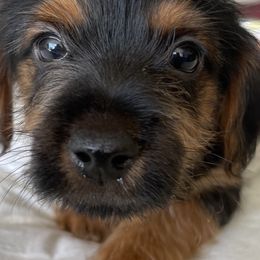 Morkies from Morkie Bears of Reno
