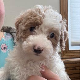 Daisy - Apricot female Poodle puppy in Osseo, Michigan from Paws in the Country