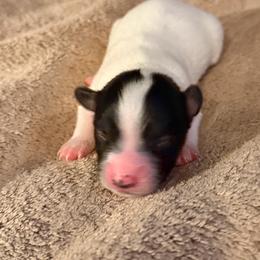 Girl 1 - White black and tan female Papillon puppy in Stamford, Connecticut from Anton's Papillons