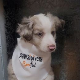 Bentley - Red merle male Miniature Australian Shepherd puppy in Marysville, Washington from Garay Mini Aussies