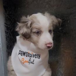 Bentley - Red merle male Miniature Australian Shepherd puppy in Marysville, Washington from Garay Mini Aussies