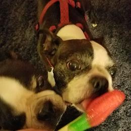 Boston Terrier and French Bulldog Puppies from Reds Studio