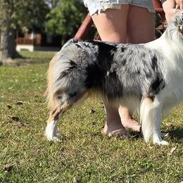 Australian Shepherds, Bull Terriers, and Rottweilers from Krafthaus Rottweilers