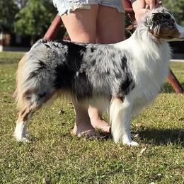 Australian Shepherds, Bull Terriers, and Rottweilers from Krafthaus Rottweilers