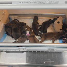 Boxer Puppies from Saskobox