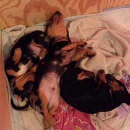 Dachshund Puppies from White River Valley Kennel