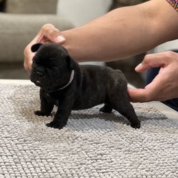 French Bulldog Puppies from Desert Madness Frenchies