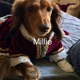 Millie Moscato Mapleton - Dachshund