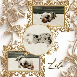 Lulu - Blue merle and white female American Corgi puppy in Fitzhugh, Oklahoma from Elmiphyr Corgis