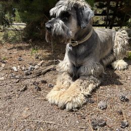 Giant Schnauzer puppies from Schnauzer Paw Homestead