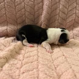 Lulu - Black and white female American Corgi puppy in Decatur, Texas from Bar S Corgis