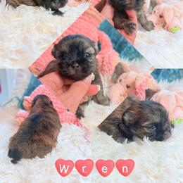 Wren - Sable female Mi-Ki puppy in Toronto, Ohio from Shekinah’s Mi-Kis & Cricket Hill’s Westies
