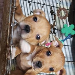 Bull Terrier and Staffordshire Bull Terrier Puppies from Courstaff Staffords