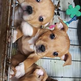 Bull Terrier and Staffordshire Bull Terrier Puppies from Courstaff Staffords