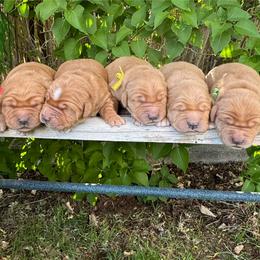 Golden Retriever Puppies from Thousand Lake Retrievers