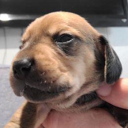 ANDY - Red male Dachshund puppy in Paradise, Texas from C and J Minis