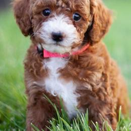 Goldendoodle Puppies from Utah Mini Doodles