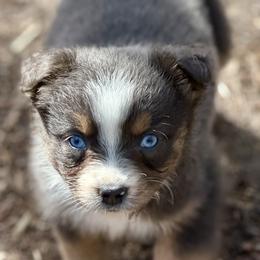 Sugarplum - Blue merle female Miniature Australian Shepherd puppy in Patterson, North Carolina from DreamLine Aussies