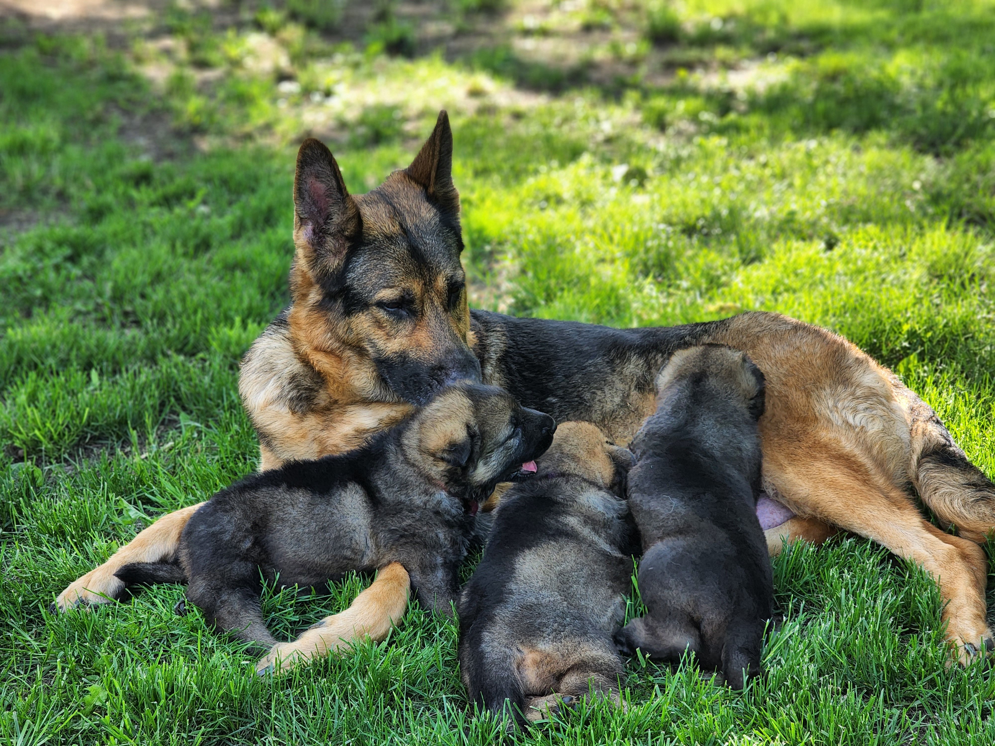 German shepherd clearance rescue cny