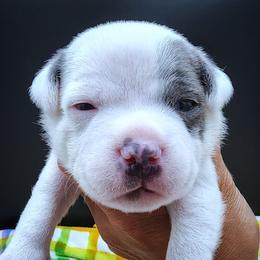 Smolder - Blue and white male Staffordshire Bull Terrier puppy in Dallas, Texas from Wild Blue Staffords