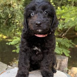 Aussiedoodle, Bordoodle, Goldendoodle, and Poodle Puppies from Korbella Farm