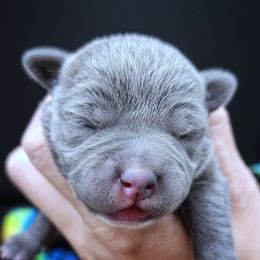 Phineas - Blue male Staffordshire Bull Terrier puppy in Dallas, Texas from Wild Blue Staffords