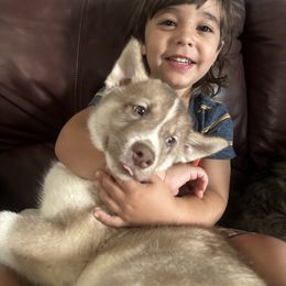 Siberian Husky Puppies from The Rulon Den