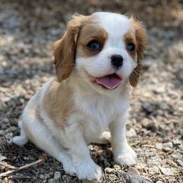Cavalier King Charles Spaniels and Cavapoos from Larisa's Cavaliers