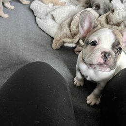 French Bulldog Puppies from A Cute Pair of Frenchies