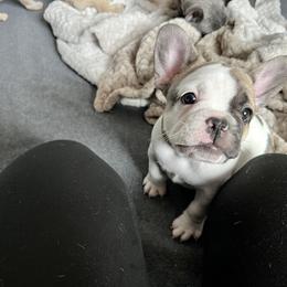 French Bulldog Puppies from A Cute Pair of Frenchies