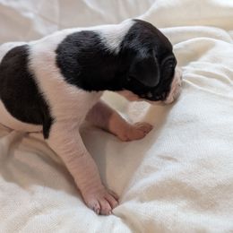 Fiona - Black and white female Great Dane puppy in Mineola, Texas from RC Ranch Great Danes And Cane Corsos