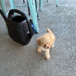 AKC Apricot boy - Apricot male Poodle puppy in Maricopa, Arizona from La Petite poodle