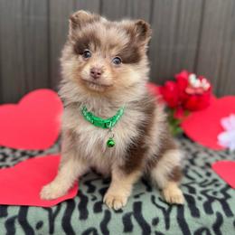 Ikaikoa - Cream male Companion Cross puppy in Willow Spring, North Carolina from GTBBF Pomeranians
