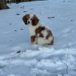 Baby boy - Poodle