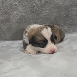 Yellow Collar Male - Red male Pembroke Welsh Corgi puppy in Tenino, Washington from LoneStar Corgis NW