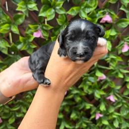 Jessie - Red female Australian Labradoodle puppy in Orange, California from Little Kingdom Doodles