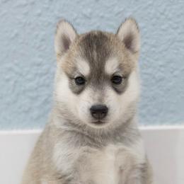Sparkle - Gray and white female Siberian Husky puppy in North Miami, Florida from Kardrovi Siberians