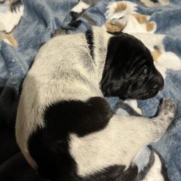 Wishbone - Black roan male German Shorthaired Pointer puppy in Jackson, Georgia from Tiner GSP’s LLC