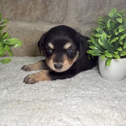 Hunter - Black tri male Miniature Australian Shepherd puppy in Floresville, Texas from The Blessed Barnyard