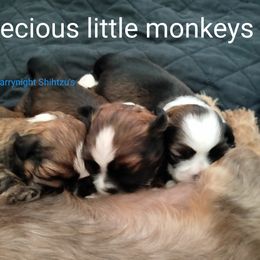 Shih Tzu Puppies from Starrynight Shih Tzu
