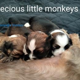 Shih Tzu Puppies from Starrynight Shih Tzu