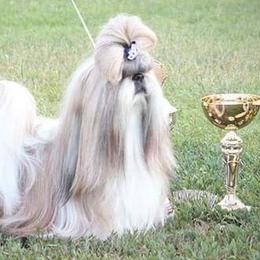 Poodles and Shih Tzus from Ganna Sultan