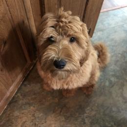 Stella - Goldendoodle