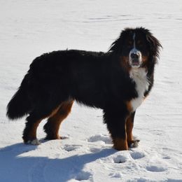 Shadow - Bernese Mountain Dog