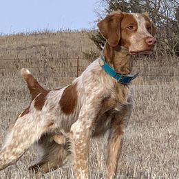 Australian Shepherds and Brittanys from Kennel de Fowler