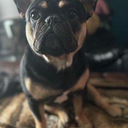 Willow - French Bulldog