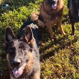 German Shepherds from Rouse shepherds