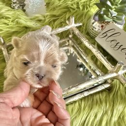 Northern Lights - White female Shih Tzu puppy in Port Orchard, Washington from Buttons N Bows