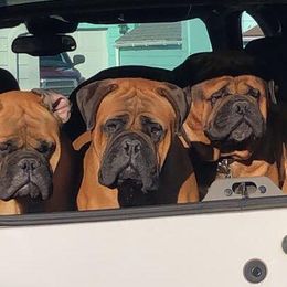 Bullmastiffs from Kelly's Bullmastiffs